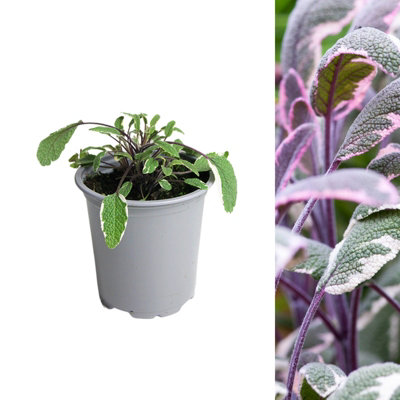 Carbeth Plants 1 X Sage Tricolour Herb Plant In 9Cm PotEasy To Grow Variegated Salvia Officinalis TricolorAromatic Evergreen Herb Shrub from B&Q