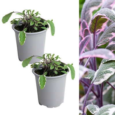 Carbeth Plants 2 X Sage Tricolour Herb Plant In 9Cm PotsEasy To Grow Variegated Salvia Officinalis TricolorAromatic Evergreen Herb Shrub from B&Q