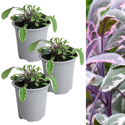 Carbeth Plants 3 X Sage Tricolour Herb Plant In 9Cm PotsEasy To Grow Variegated Salvia Officinalis TricolorAromatic Evergreen Herb Shrub from B&Q