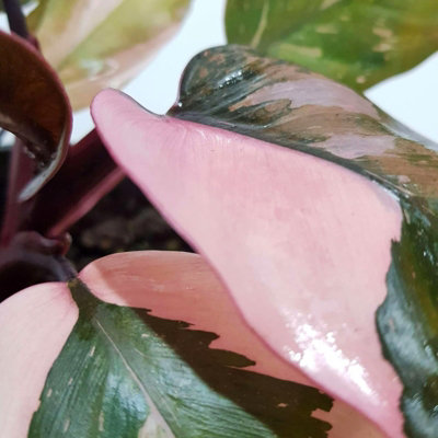Carbeth Plants 1 X Philodendron Pink Princess Mini Indoor Plant In 6Cm PotBlushing Philodendron HouseplantPink And Green Variegated Leaves from B&Q