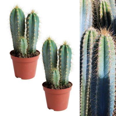 Carbeth Plants 2 X Cactus Pilosocereus Azureus Plant In 8.5Cm Pots - Torch Columnar Cacti Houseplant - Tall Easy Care Live Indoor Succulent Blue