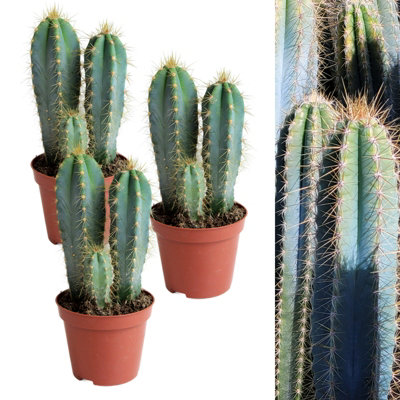 Carbeth Plants 3 X Cactus Pilosocereus Azureus Plant In 8.5Cm Pots - Torch Columnar Cacti Houseplant - Tall Easy Care Live Indoor Succulent Blue