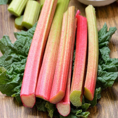 Carbeth Plants 3 X Glaskins Perpetual Rhubarb CrownsRheum Rhabarbarum Perennial Ready To Plant Bare RootsEasy To Grow High Yielding Plants from B&Q