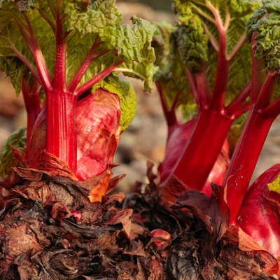 Carbeth Plants 3 X The Sutton Rhubarb CrownsRheum Rhabarbarum Perennial Ready To Plant Bare RootsEasy To Grow High Yielding Plants from B&Q
