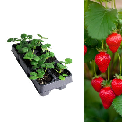 Carbeth Plants Strawberry Cambridge Favourite Fruit Plants 6 PackFragaria Hardy PerennialsSweetly Flavoured Fruit Garden Ready Plants from B&Q