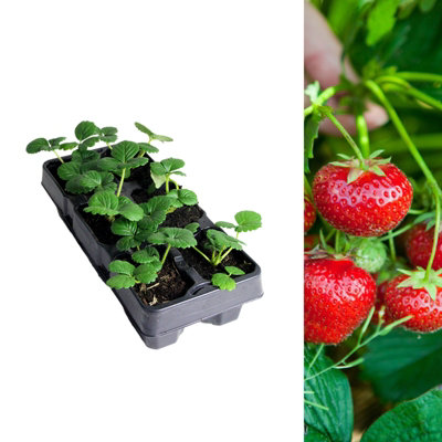Carbeth Plants Strawberry Honeoye Fruit Plants 6 PackFragaria Hardy PerennialsSweetly Flavoured Fruit Outdoor Garden Ready To Plants from B&Q