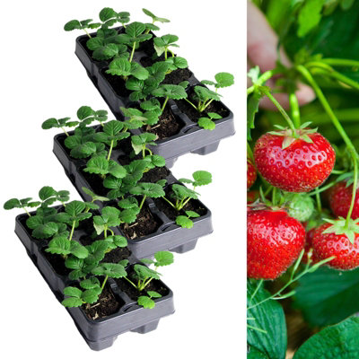 Carbeth Plants Strawberry Honeoye Fruit Plants 3 X 6 PackFragaria Hardy PerennialsSweetly Flavoured Fruit Outdoor Garden Ready To Plants from B&Q