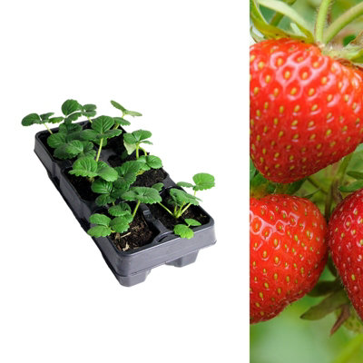 Carbeth Plants Strawberry Rowena Fruit Plants 6 PackFragaria Hardy PerennialsSweetly Flavoured Fruit Outdoor Garden Ready To Plants from B&Q