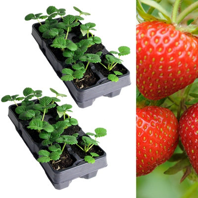 Carbeth Plants Strawberry Rowena Fruit Plants 2 X 6 PackFragaria Hardy PerennialsSweetly Flavoured Fruit Outdoor Garden Ready To Plants from B&Q