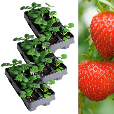 Carbeth Plants Strawberry Rowena Fruit Plants 3 X 6 PackFragaria Hardy PerennialsSweetly Flavoured Fruit Outdoor Garden Ready To Plants from B&Q