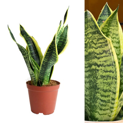 Carbeth Plants Sansevieria Futura Superba In 12Cm PotEasy Care Mother In Laws Tongue HouseplantTough Unkillable Decorative Indoor Plant from B&Q