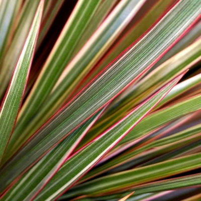 Carbeth Plants Dracaena Bicolour Dragon Tree In 6Cm PotMini Indoor Houseplant from B&Q