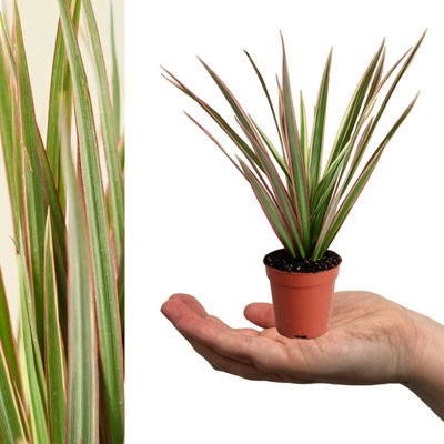 Carbeth Plants 3 X Dracaena Bicolour Dragon Tree In 6Cm PotsEvergreen Foliage Beginner Friendly Mini Indoor PlantAir Purifying Houseplant from B&Q
