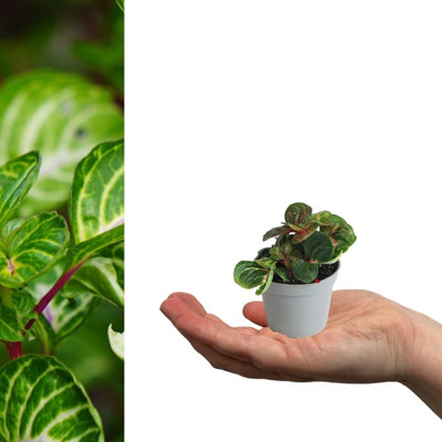 Carbeth Plants 3 X Iresine Bloodleaf Mini Indoor Plant In 6Cm PotsBlazin' Lime Evergreen Beefsteak PlantBeginner Friendly Houseplant from B&Q