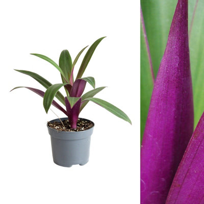 Carbeth Plants 1 X Tradescantia Spath. Purple Houseplant In 8Cm PotAir Purifying Evergreen Oyster PlantIdeal For Kitchen & Bathrooms from B&Q