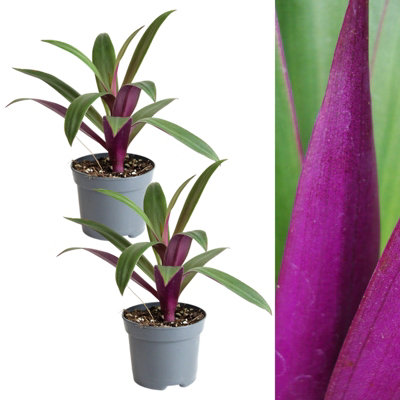 Carbeth Plants 2 X Tradescantia Spath. Purple Houseplant In 8Cm PotsAir Purifying Evergreen Oyster PlantIdeal For Kitchen & Bathrooms from B&Q