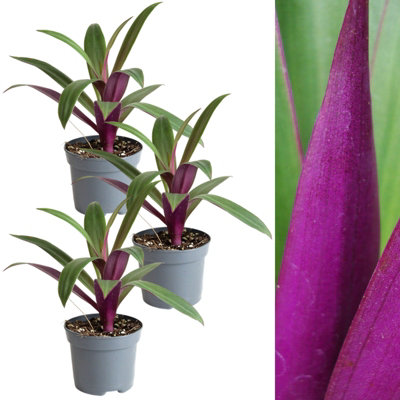 Carbeth Plants 3 X Tradescantia Spath. Purple Houseplant In 8Cm PotsAir Purifying Evergreen Oyster PlantIdeal For Kitchen & Bathrooms from B&Q