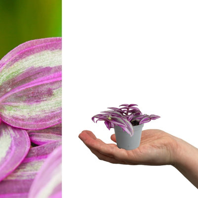 Carbeth Plants 2 X Tradescantia Pink Paradise Mini Indoor Plant In 6Cm PotsFast Growing Wandering Dude Evergreen Variegated Foliage Houseplant from B&Q