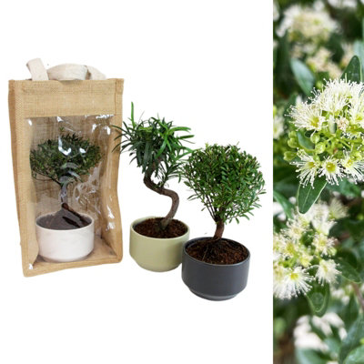 Carbeth Plants Real Bonsai Tree Plant GiftIndoor Bonsai In Ceramic Pot & Hessian Gift BagIdeal House WarmingBirthday & Thank You Gift from B&Q