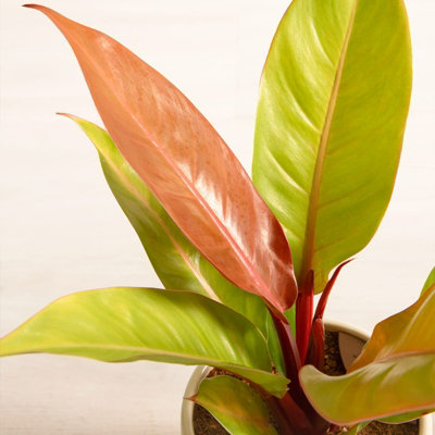Carbeth Plants Philodendron Prince Of Orange Indoor Plant In 12Cm PotAir Purifying Heart Leaf PlantAutumnal Coloured Foliaged Houseplant from B&Q