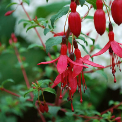 Carbeth Plants Fuchsia Hardy Riccartonii Plant 3 X 9Cm PotEasy To Grow Outdoor ShrubsIdeal For Hanging BasketsPatio PotsBeds & Borders from B&Q