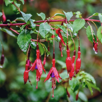 Carbeth Plants Fuchsia Hardy Riccartonii Plant 1 X 9Cm PotEasy To Grow Outdoor ShrubsIdeal For Hanging BasketsPatio PotsBeds & Borders from B&Q