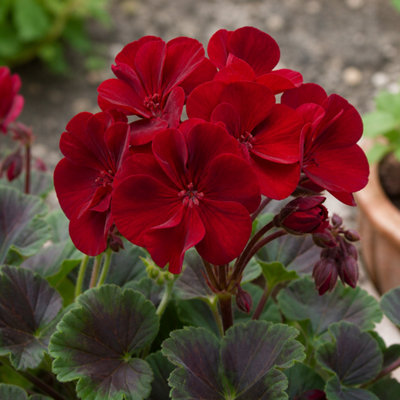  - Geranium Calliope Dark Red Plant Garden Ready 2 Litre Pot