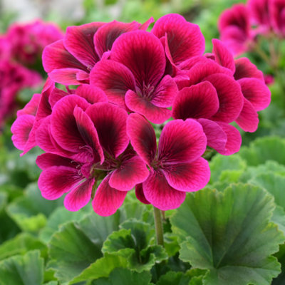  - Geranium Calliope Deep Rose Large Garden Ready Plant 2 Litre Pot
