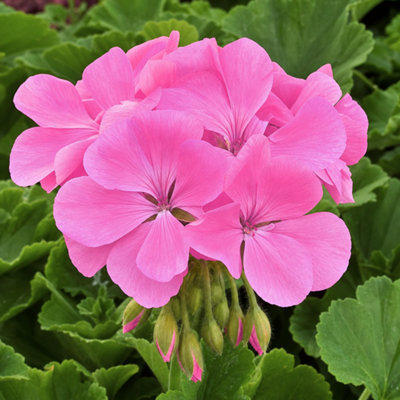  - Geranium Calliope Hot Pink Large Garden Ready Plant 2 Litre Pot