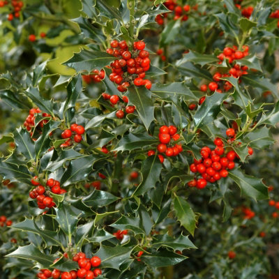 Carbeth Plants Holly Plant Ilex Aquifolium Lucifer In 12Cm PotEvergreen Glossy Foliaged Berried ShrubHardy Outdoor Growing Hedging Plant from B&Q
