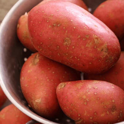 Carbeth Plants Seed Potatoes Rooster 2Kg BagRed Skin Maincrop TubersHigh Yielding All RoundersPerfect For Boiling Mashing & Roasting from B&Q