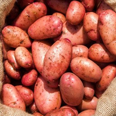 Carbeth Plants Seed Potatoes Organic Sarpo Mira 1.5Kg BagRed Skinned Maincrop TubersHigh Yielding Easy To Grow Popular All Rounders from B&Q