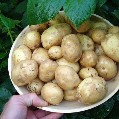 Carbeth Plants Seed Potatoes Organic Bambino 1.5Kg BagWhite Salad Baby Maincrop TubersHigh Yielding Easy To Grow Disease Resistant Variety from B&Q