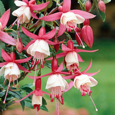 Carbeth Plants Fuchsia Hardy Alice Hoffman Plant 2 X 9Cm PotEasy Grow Outdoor ShrubsIdeal For Hanging BasketsPatio PotsBeds & Borders from B&Q