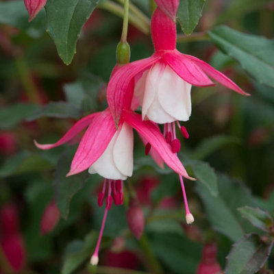 Carbeth Plants Fuchsia Hardy Alice Hoffman Plant 3 X 9Cm PotEasy Grow Outdoor ShrubsIdeal For Hanging BasketsPatio PotsBeds & Borders from B&Q