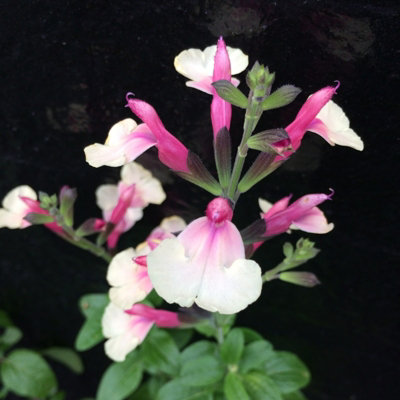 B&Q -  Salvia Cuello White Plant 3 X 9Cm PotSummer Flowering Herbaceous Perennial ShrubFor BedsBordersRock Gardens & Pots