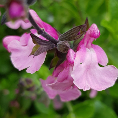 Carbeth Plants Salvia Cuello Pink Plant 2 X 9Cm PotSummer Flowering Herbaceous Perennial ShrubFor BedsBordersRock Gardens & Pots from B&Q