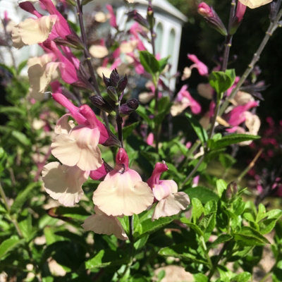 Carbeth Plants Salvia Cuello Cream Plant 2 X 9Cm PotSummer Flowering Herbaceous Perennial ShrubFor BedsBordersRock Gardens & Pots from B&Q