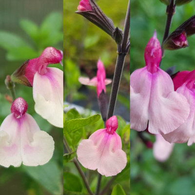 Carbeth Plants Salvia Cuello 3 X Mixed Plants In 9Cm PotsSummer Flowering Herbaceous Perennial ShrubFor BedsBordersRock Gardens & Pots from B&Q