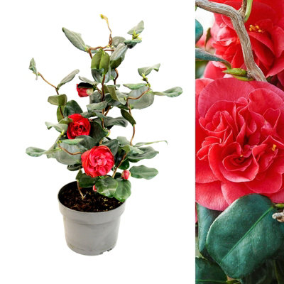 B&Q -  Camellia Japonica Curly Lady In 3L PotHardy Spring Flowering Evergreen ShrubFor BordersBedsContainers & Patio Pots