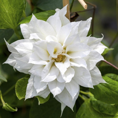 B&Q -  1 X Clematis Duchess Of Edinburgh Climbing Plant In 9Cm PotSummer Flowering Garden Ready Shrub For WallsFences Or Trellis