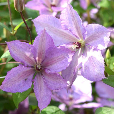 Carbeth Plants 2 X Clematis Margaret Hunt Climbing Plant In 9Cm PotSummer Flowering Garden Ready Shrub For WallsFences Or Trellis