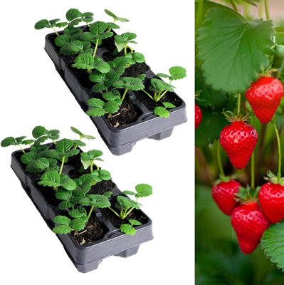Carbeth Plants Strawberry Cambridge Favourite Fruit Plant 2 X 6 PackGarden Fruiting Plants from B&Q