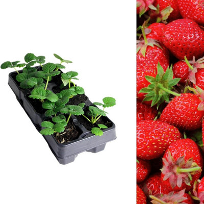 Carbeth Plants Strawberry Elsanta Fruit Plant 6 PackGarden Fruit Plants from B&Q
