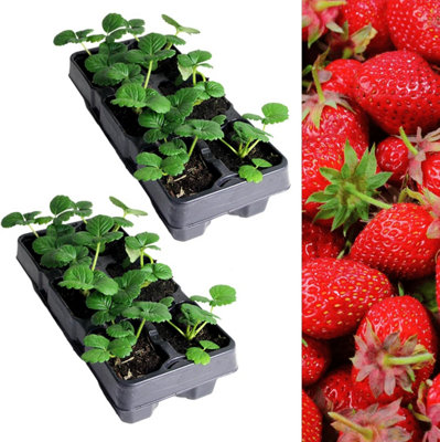 Carbeth Plants Strawberry Elsanta Fruit Plant 2 X 6 PackGarden Fruit Plants from B&Q