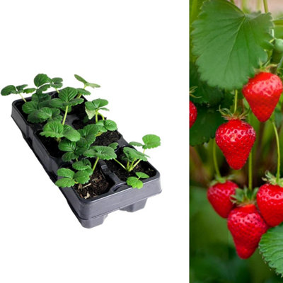 Carbeth Plants Strawberry Honeoye Fruit Plant 6 PackGarden Fruiting Plants from B&Q