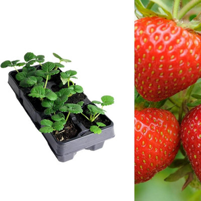 Carbeth Plants Strawberry Rowena Fruit Plant 6 PackGarden Fruit Plants from B&Q