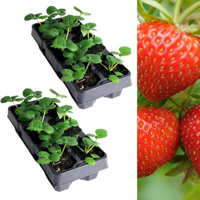 Carbeth Plants Strawberry Rowena Fruit Plant 2 X 6 PackGarden Fruiting Plants from B&Q