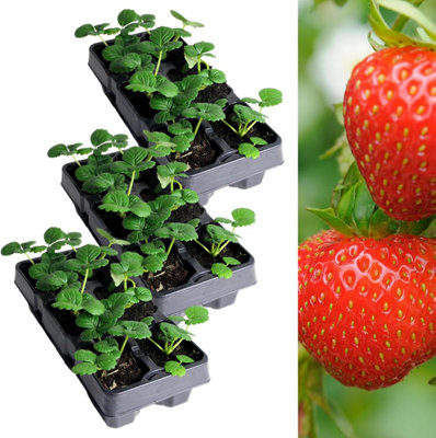 Carbeth Plants Strawberry Rowena Fruit Plant 3 X 6 PackGarden Fruiting Plants from B&Q