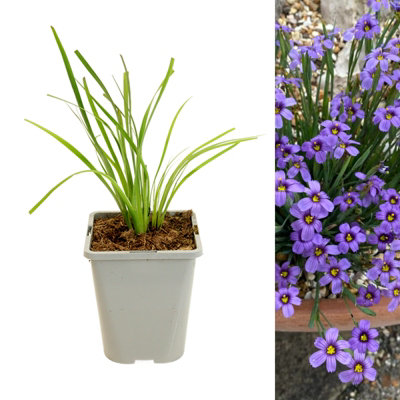 Carbeth Plants 1 X Sisyrinchium Bellum In 1L PotHardy Blue Eyed Grass Garden Flowering Perennial Shrub For BordersRock Gardens & Watersides from B&Q